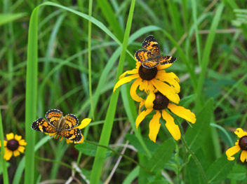 Silvery Checkerspots